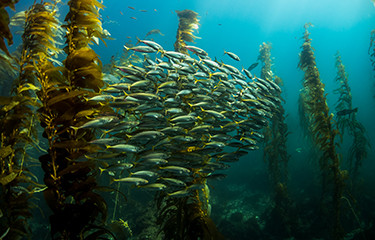 Das Bild zeigt den inneren Bereich eines Kelpwaldes in klarblauem Wasser. Dicht gewachsene Algenstängel ragen aus dem Boden, ihre langen Blätter schweben sanft in der Strömung. Dazwischen schwimmen viele kleine, silbrig glänzende Jungfische in Schwärmen – sie wirken fast schwebend im diffusen Licht. Einige größere Fische sind im Hintergrund zu erkennen. Der Lichteinfall von oben lässt die Algen in warmen Brauntönen leuchten und betont den Kontrast zum bläulichen Wasser. Das Bild vermittelt ein ruhiges, lebendiges Unterwasser-Gefühl – wie eine sichere Kinderstube für Meereslebewesen.