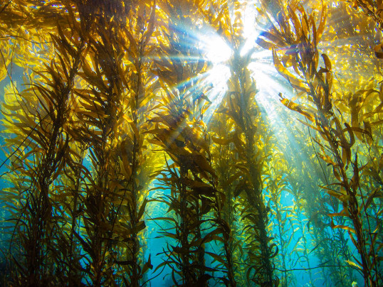 Das Foto zeigt eine weitläufige Unterwasserlandschaft mit dichten, hoch aufragenden Kelp-Algen. Die braun-goldenen Algenstängel wachsen senkrecht vom felsigen Meeresboden nach oben und verzweigen sich in breite, blattähnliche Strukturen, die im Licht der Wasseroberfläche schimmern. Sonnenstrahlen fallen von oben in schrägen Linien ins Wasser und erzeugen helle Lichtflecken auf den Algen. Zwischen den Algen schweben kleine Fische und Meerestiere, die teilweise durch die Pflanzen verdeckt sind. Der Eindruck erinnert stark an einen grünen, schimmernden Wald – nur eben unter Wasser.