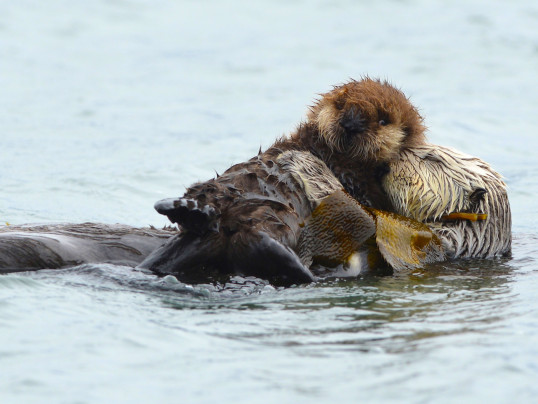 Ein Seeotter treibt auf dem Rücken im Wasser. Sein nasses, braunes Fell ist deutlich zu erkennen. Der Otter hat die Vorderpfoten angewinkelt und hält sich an einem Stück braunen Seetangs fest, das um seinen Körper gewickelt ist. Sein Kopf ist leicht zur Kamera gedreht, sodass sein Gesicht mit den dunklen Augen und der helleren Schnauze gut sichtbar ist. Der Hintergrund zeigt die ruhige Wasseroberfläche. Das Bild vermittelt den Eindruck eines entspannten Tieres, das auf dem Meer ruht.