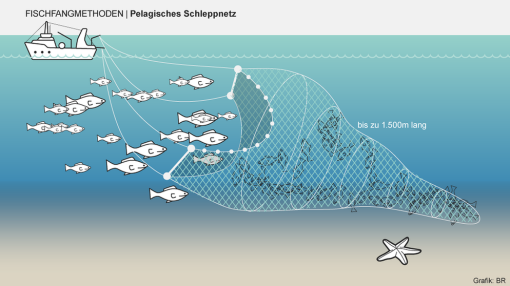 Eine gezeichnete Grafik erklärt die Funktionsweise eines pelagischen Schleppnetzes. Links oben schwimmt ein Fangschiff an der Wasseroberfläche, von dem lange Leinen und Bojen das Netz halten. Rechts erstreckt sich das Netz ins Wasser, es kann bis zu 1.500 Meter lang sein. Zahlreiche Fische schwimmen in das trichterförmige Netz hinein, das sich nach hinten verengt und die Tiere einfängt. Am Boden ist ein Seestern abgebildet, um den Bezug zum Meeresgrund zu verdeutlichen.