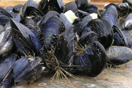 Mehrere dunkelblaue bis schwarze Miesmuscheln liegen eng aneinander. Zwischen den Muschelschalen sind viele braune und beige Fäden zu erkennen, die wie kleine Borsten oder Bündel von Haaren wirken. Diese Fäden sind ebenfalls Byssusfäden, mit denen die Muscheln sich untereinander und an einem Untergrund befestigen. Die Muscheln wirken nass und glänzen im Licht, als wären sie gerade frisch aus dem Meer geholt worden.