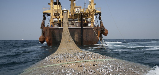 Das Foto zeigt ein großes Fischereischiff von hinten auf offener See. Hinter dem Schiff wird ein riesiges Schleppnetz aus dem Wasser gezogen. Das Netz ist am Boden weit geöffnet und voller Fische, die silbrig glänzend sichtbar sind. Um das Schiff herum ist das Meer leicht aufgewühlt durch die Schiffsschrauben. Die Szene verdeutlicht die Dimension und den massenhaften Fang durch Grundschleppnetze.