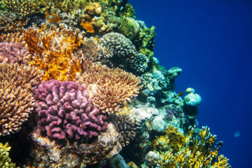 Ein Unterwasserfoto zeigt ein lebendiges Korallenriff in Hawaii. Verschiedenfarbige Korallen in Lila, Orange, Gelb und Beige wachsen dicht nebeneinander. Einige Korallen sind verzweigt, andere rund und knollenartig. Zwischen den Korallen schwimmen kleine, orangefarbene und silbrig schimmernde Fische. Rechts im Hintergrund erstreckt sich tiefblaues Meerwasser.