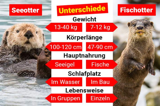 Eine Vergleichsgrafik zeigt die Unterschiede zwischen Seeottern und Fischottern. Links ist ein Seeotter im Wasser zu sehen, rechts ein Fischotter an Land. In der Mitte listet eine Tabelle die Unterschiede auf:

Gewicht: Seeotter 13–40 kg, Fischotter 7–12 kg

Körperlänge: Seeotter 100–120 cm, Fischotter 47–90 cm

Hauptnahrung: Seeotter fressen Seeigel, Fischotter fressen Fische

Schlafplatz: Seeotter schlafen im Wasser, Fischotter im Bau

Lebensweise: Seeotter leben in Gruppen, Fischotter meist einzeln

Überschrift in der Mitte: „Unterschiede“. Links rot markiert „Seeotter“, rechts „Fischotter“.