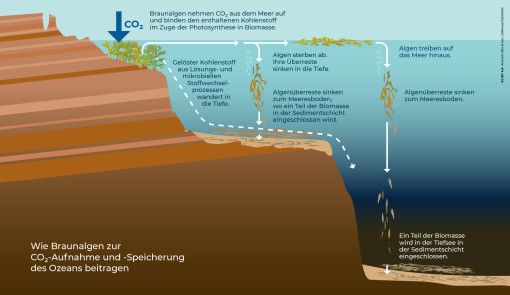 In dieser Infografik wird beschrieben, wie Braunalgen CO2 aufnehmen und speichern.
Ganz links sind Braunalgen, die unter Wasser an der felsigen Küste nah an der Wasseroberfläche wachsen. Darüber sieht man einen blauen, nach unten zeigenden Pfeil mit der Beschriftung "CO2". Daneben der Text "Braunalgen nehmen CO2 aus dem Meer auf und binden den enthaltenen Kohlenstoff im Zuge der Photosynthese in Biomasse."
Weiße Pfeile an der Wasseroberfläche führen zu einer Darstellung einer abgestorbenen Braunalge, die an der Oberfläche treibt. 
Ein weiterer weißer Pfeil zeigt, dass diese Algen auf das Meer hinaus treiben. An dieser Stelle ist das Meer bereits sehr tief.
Die Algenüberreste sinken dann zu Boden. Auch das wird durch weiße Pfeile angezeigt. 
Bei den schon teilweise zersetzten Algenteilen, die dicht über dem Meeresboden dargestellt sind steht im Text daneben: "Ein Teil der Biomasse wird in der Tiefsee in der Sedimentschicht eingeschlossen."
Der gleiche Prozess wird auch in weniger tiefen Teilen des Meeres (näher an der Küste) beschrieben.
Von den lebenden Algen in Küstennähe geht ein gestrichelter weißer Pfeil den Meeresboden entlang. Neben diesem steht "Gelöster Kohlenstoff aus Lösungs- und mikrobiellen Stoffwechselprozessen wandert in die Tiefe.".