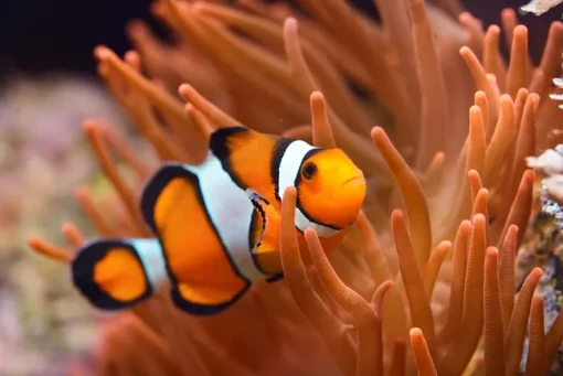 Ein erwachsener Clownfisch mit orangefarbenem Körper und schwarzen sowie weißen Streifen schwimmt zwischen den Tentakeln einer Seeanemone. Die Tentakel sind lang, dick und orangefarben und wirken wie schützende Arme, die den Fisch umgeben. Der Clownfisch blickt direkt nach vorn, wodurch er im Bild sehr präsent wirkt. Diese typische Szene zeigt die enge Lebensgemeinschaft zwischen Clownfisch und Seeanemone.