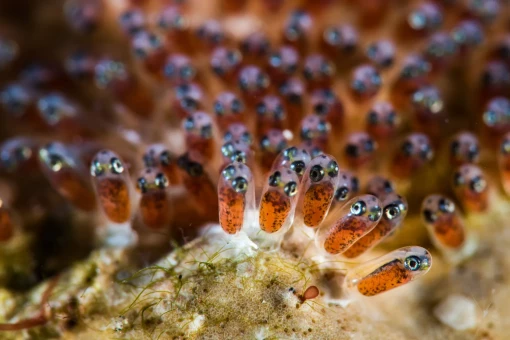 Das Foto zeigt eine Nahaufnahme vieler Clownfisch-Eier. Die Eier sind länglich und durchsichtig, sodass im Inneren die orangefarbenen Körper und die großen, dunklen Augen der Fischlarven deutlich zu erkennen sind. Die Larven liegen dicht an dicht nebeneinander auf einer felsigen Unterlage, die mit feinen Algen bewachsen ist. Das Bild vermittelt den Eindruck einer ganzen „Kinderstube“ voller kleiner, noch ungeborener Clownfische.